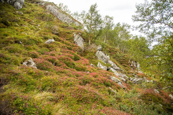 Piękne Kolory Jesieni Stokach Gór Parku Narodowego Folgefonna Norwegia Naturalna — Zdjęcie stockowe