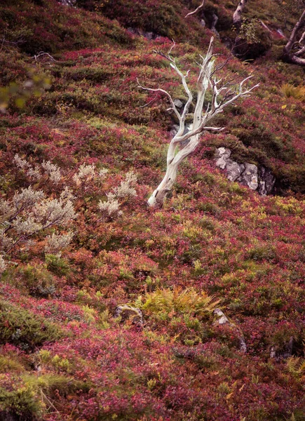 Beautiful Autumn Colors Slopes Mountains Folgefonna National Park Norway Natural — Stock Photo, Image