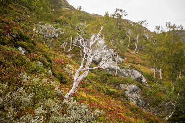 フォルゲフォンナ国立公園 ノルウェーの山の斜面に美しい秋の色 秋の自然な植物 — ストック写真