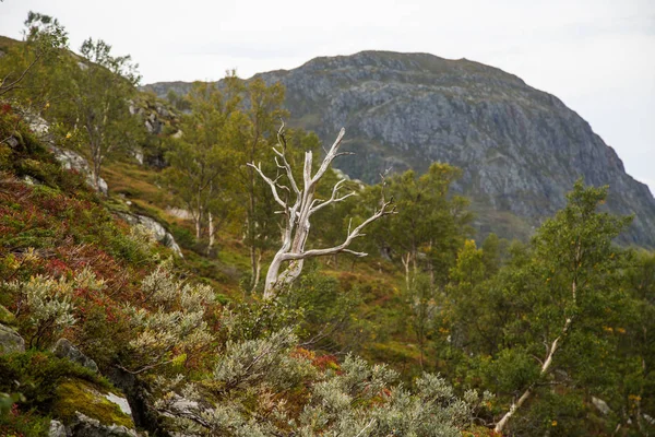 Piękne Kolory Jesieni Stokach Gór Parku Narodowego Folgefonna Norwegia Naturalna — Zdjęcie stockowe