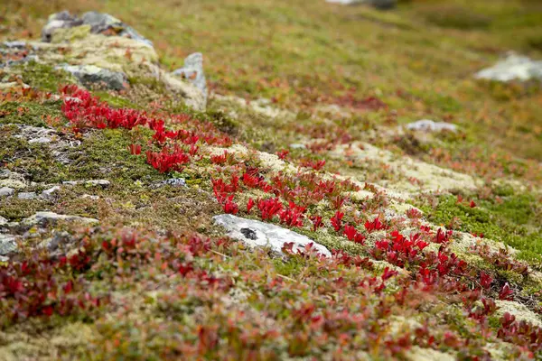 Beautiful Autumn Colors Slopes Mountains Folgefonna National Park Norway Natural — Stock Photo, Image