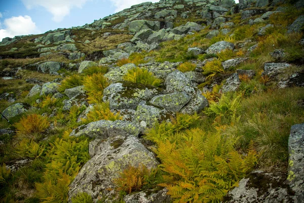 フォルゲフォンナ国立公園 ノルウェーの山の斜面に美しい秋の色 秋の自然な植物 — ストック写真