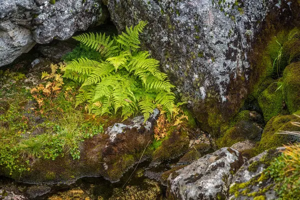 Folgefonna Milli Parkı, Norveç dağların eteklerinde güzel bir sonbahar renkleri. Sonbaharda doğal flora.