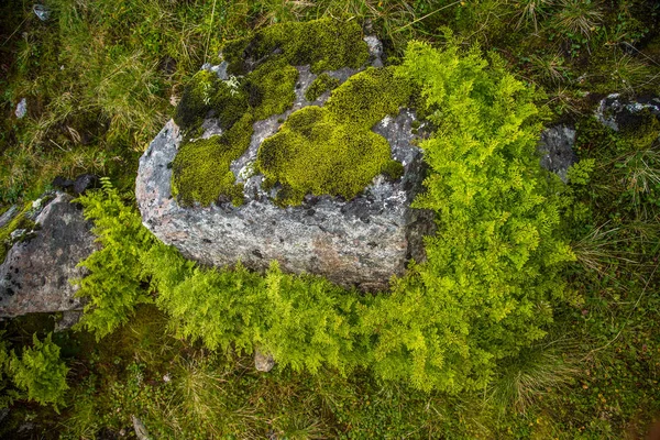 Een Mooie Herfst Kleuren Hellingen Van Bergen Folgefonna Nationaal Park — Stockfoto