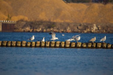 Deniz Riga, Letonya şehir limanındaki eski bir dalgakıran Polonyalılar oturan kuşların doğal bir sahne.