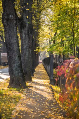 Güzel bir sonbahar cityscape ağaçlarda parlak renkler. Sonbahar yaprakları City, Riga, Letonya.