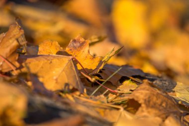 Güzel, sarı akçaağaç ağaç sonbaharda yere düşmüş yaprak. Canlı renkler ve alanın sığ deapth. Sonbahar sahne Riga, Letonya.