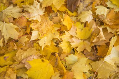 Güzel bir sonbahar desen düşmüş akçaağaç ağacın yaprakları. Sarı yapraklar yere. Riga, Letonya.