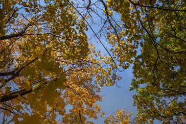 Güzel bir sonbahar ağaçlar sokaktan gökyüzüne karşı düzey vurdu. Güzel sonbahar desenleri ve renkleri olarak Riga, Letonya.