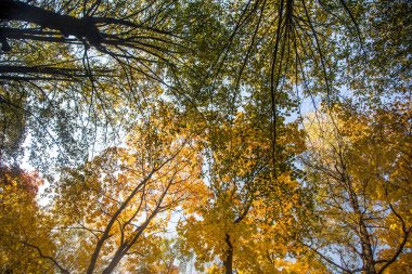 Güzel bir sonbahar ağaçlar sokaktan gökyüzüne karşı düzey vurdu. Güzel sonbahar desenleri ve renkleri olarak Riga, Letonya.
