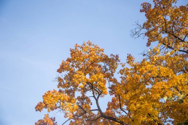 Güzel bir sonbahar ağaçlar sokaktan gökyüzüne karşı düzey vurdu. Güzel sonbahar desenleri ve renkleri olarak Riga, Letonya.