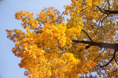 Güzel bir sonbahar ağaçlar sokaktan gökyüzüne karşı düzey vurdu. Güzel sonbahar desenleri ve renkleri olarak Riga, Letonya.