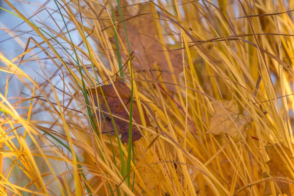 Гарні Жовтого Сушеної Трави Ростуть Березі Річки Осінні Кольори Сонячний — стокове фото