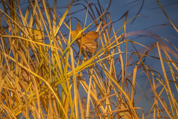 Een Mooie Gele Gedroogd Gras Groeit Aan Oever Van Rivier — Stockfoto