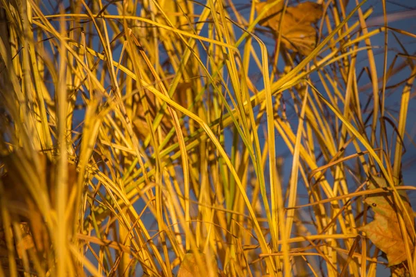 Een Mooie Gele Gedroogd Gras Groeit Aan Oever Van Rivier — Stockfoto