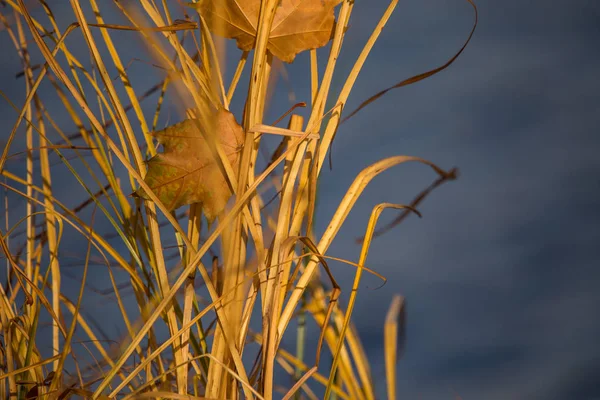 Krásné Žluté Sušené Trávy Rostoucí Břehu Řeky Podzimní Barvy Slunečný — Stock fotografie