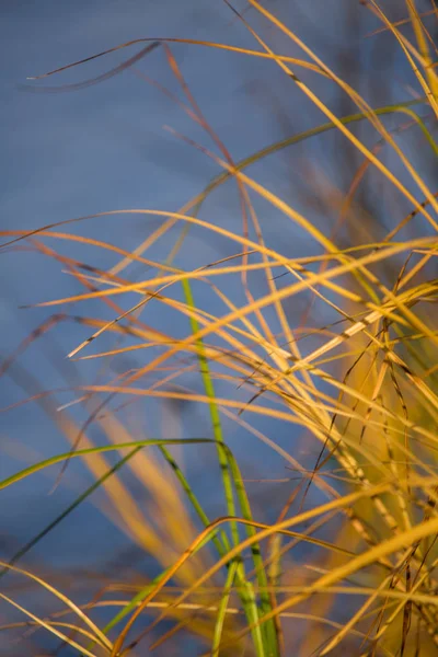 Een Mooie Gele Gedroogd Gras Groeit Aan Oever Van Rivier — Stockfoto