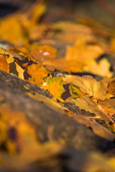 Piękne Żółte Klon Liście Opadłe Ziemię Jesienią Żywe Kolory Płytkie — Zdjęcie stockowe