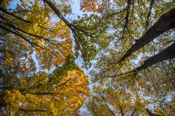 Güzel bir sonbahar ağaçlar sokaktan gökyüzüne karşı düzey vurdu. Güzel sonbahar desenleri ve renkleri olarak Riga, Letonya.