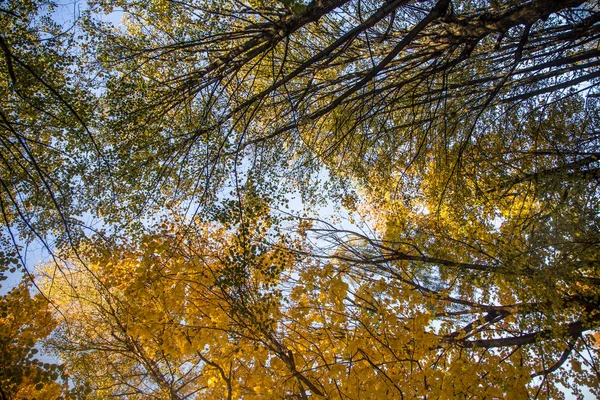 Hermoso Otoño Árboles Disparados Desde Nivel Calle Contra Cielo Hermosos —  Fotos de Stock