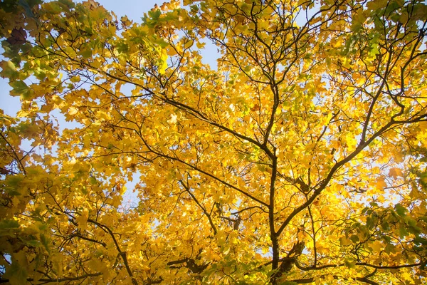 Güzel bir sonbahar ağaçlar sokaktan gökyüzüne karşı düzey vurdu. Güzel sonbahar desenleri ve renkleri olarak Riga, Letonya.