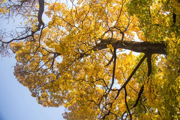 Güzel bir sonbahar ağaçlar sokaktan gökyüzüne karşı düzey vurdu. Güzel sonbahar desenleri ve renkleri olarak Riga, Letonya.