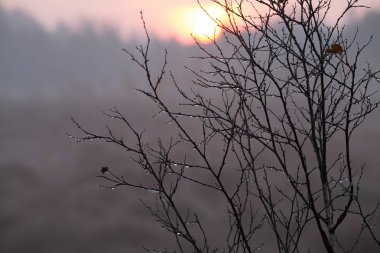 Güzel ıslak huş ağacı dalları gündoğumu sırasında bataklıkta. Sonbahar sahne sulak Letonya, Europe.