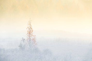Sulak bir güzel misty peyzaj düşmüş. Bataklıkta, yumuşak, sonbahar manzara ışık, sis ve pus yayılmış. Sunrise Letonya, Europe.