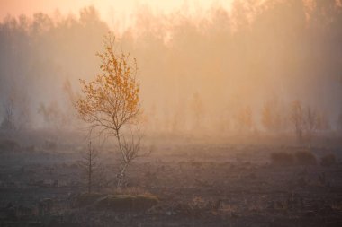 Sulak bir güzel misty peyzaj düşmüş. Bataklıkta, yumuşak, sonbahar manzara ışık, sis ve pus yayılmış. Sunrise Letonya, Europe.