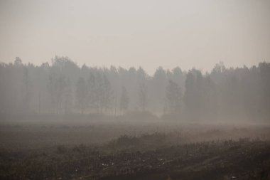 Sulak bir güzel misty peyzaj düşmüş. Bataklıkta, yumuşak, sonbahar manzara ışık, sis ve pus yayılmış. Sunrise Letonya, Europe.