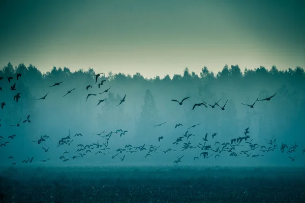 Vacker Flock Flyttande Gås Sunrise Nära Träsket Dimmiga Morgon Höstlandskap — Stockfoto