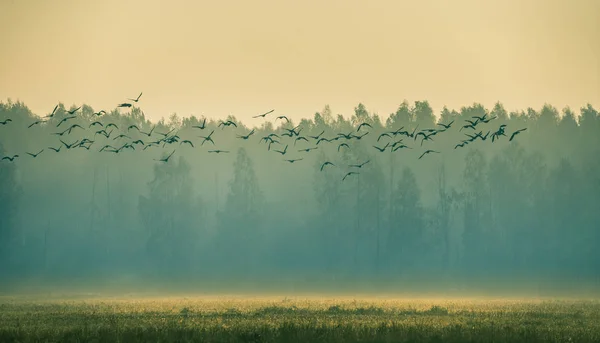 在雾蒙蒙的早晨 在沼泽附近的日出中 美丽的迁徙鹅群 拉脱维亚 欧洲的秋天风景 — 图库照片