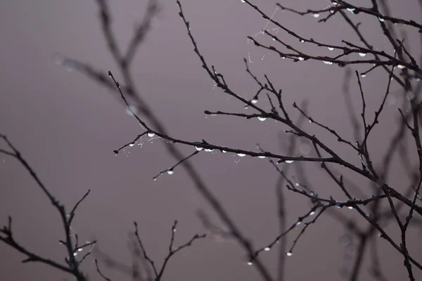 Krásný Mokrý Březové Větve Stromu Bažinách Při Východu Slunce Podzimní — Stock fotografie