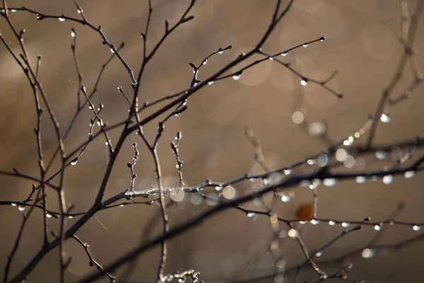 朝焼けの中の沼で美しい濡れた白樺の木の枝 ラトビア ヨーロッパの湿地での秋の風景 — ストック写真