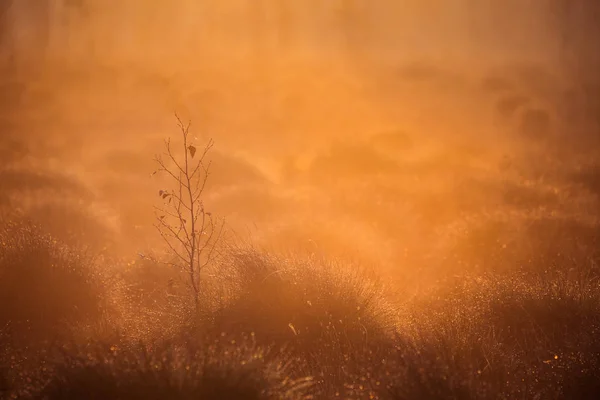 Cenário Bonito Artístico Colorido Pântano Outono Durante Nascer Sol Paisagem — Fotografia de Stock