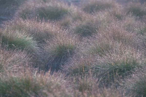 잔디와가이 방울입니다 라트비아 유럽에서에서 동안가 — 스톡 사진