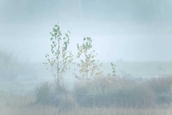 Piękny Krajobraz Mglisty Upadku Podmokłych Jesienny Krajobraz Bagnie Miękkie Rozproszone — Zdjęcie stockowe