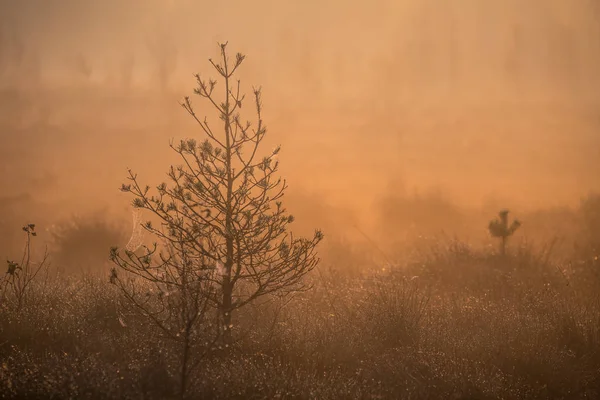 一个美丽的雾蒙蒙的景观 在湿地的秋天 秋天的风景在沼泽中 扩散的光线 雾和阴霾 日出在拉脱维亚 — 图库照片