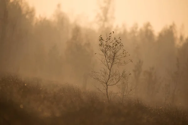 Beau Paysage Brumeux Une Chute Dans Les Zones Humides Paysage — Photo