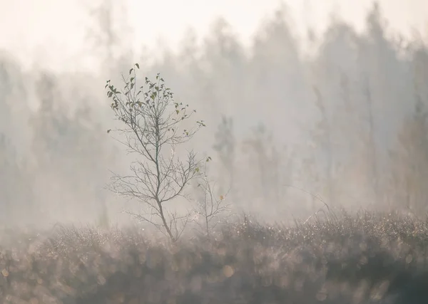 Красиві Туманний Пейзаж Падіння Водно Болотних Угідь Осінній Пейзаж Болоті — стокове фото