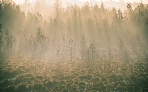 Beau Paysage Brumeux Une Chute Dans Les Zones Humides Paysage — Photo