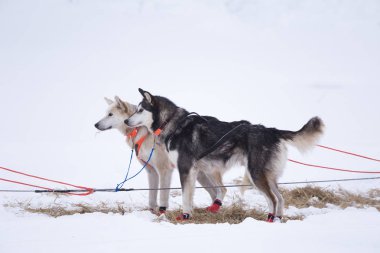 Alaskan husky kızak köpekleri kızak çekme için bekliyor. Kışın köpek spor. Uzun mesafe kızak köpeği yarıştan önce köpekler. Norveç, Europe.