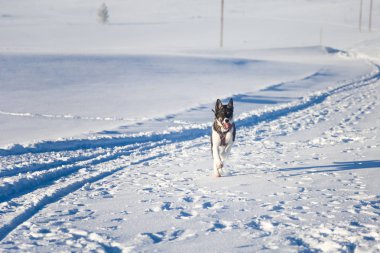 Güzel Alaska husky köpek kış güneşli bir günde zevk. Kızak köpekleri Norveç kışın.