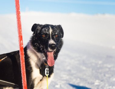 Güzel Alaska husky köpek kış güneşli bir günde zevk. Kızak köpekleri Norveç kışın.