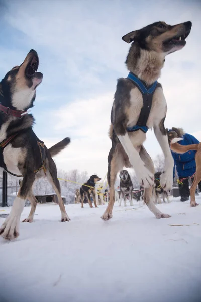 Alaskan Husky Sled Dogs Waiting Sled Pulling Dog Sport Winter — Stock Photo, Image