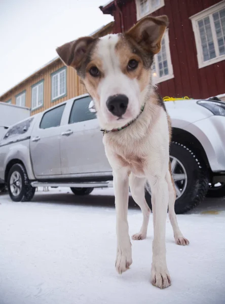 Alaskan Husky Psy Sanki Czeka Ciągnięcia Zaprzęgu Pies Sport Zimie — Zdjęcie stockowe