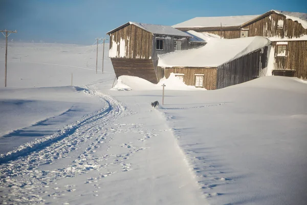 Krásný Aljašský Husky Psa Těší Slunečný Den Zimě Sáňkovat Psi — Stock fotografie