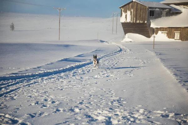 Beautiful alaskan husky dog enjoying a sunny day in winter. Sled dogs in Norway winter.