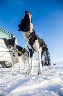 Güzel Alaska husky köpek kış güneşli bir günde zevk. Kızak köpekleri Norveç kışın.