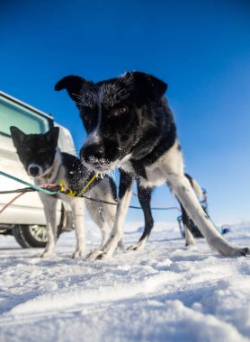 Bir kızak köpek, alsakan Norveç'te kızak köpek yarışı sırasında husky güzel bir portresi. Mutlu bir kızak köpeği çekerek closeup.